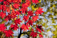 Nahaufnahme von leuchtend roten Ahornblättern an einem Zweig, die einen herbstlichen Eindruck vermitteln.