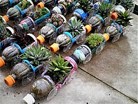 Reihe von recycelten Plastikflaschen, die als Pflanzgefäße verwendet werden. Jede Flasche ist mit Erde gefüllt und enthält verschiedene kleine Pflanzen oder Sukkulenten. Die Szene zeigt eine kreative und nachhaltige Methode, Abfall zu minimieren und gleichzeitig Grünflächen zu schaffen.